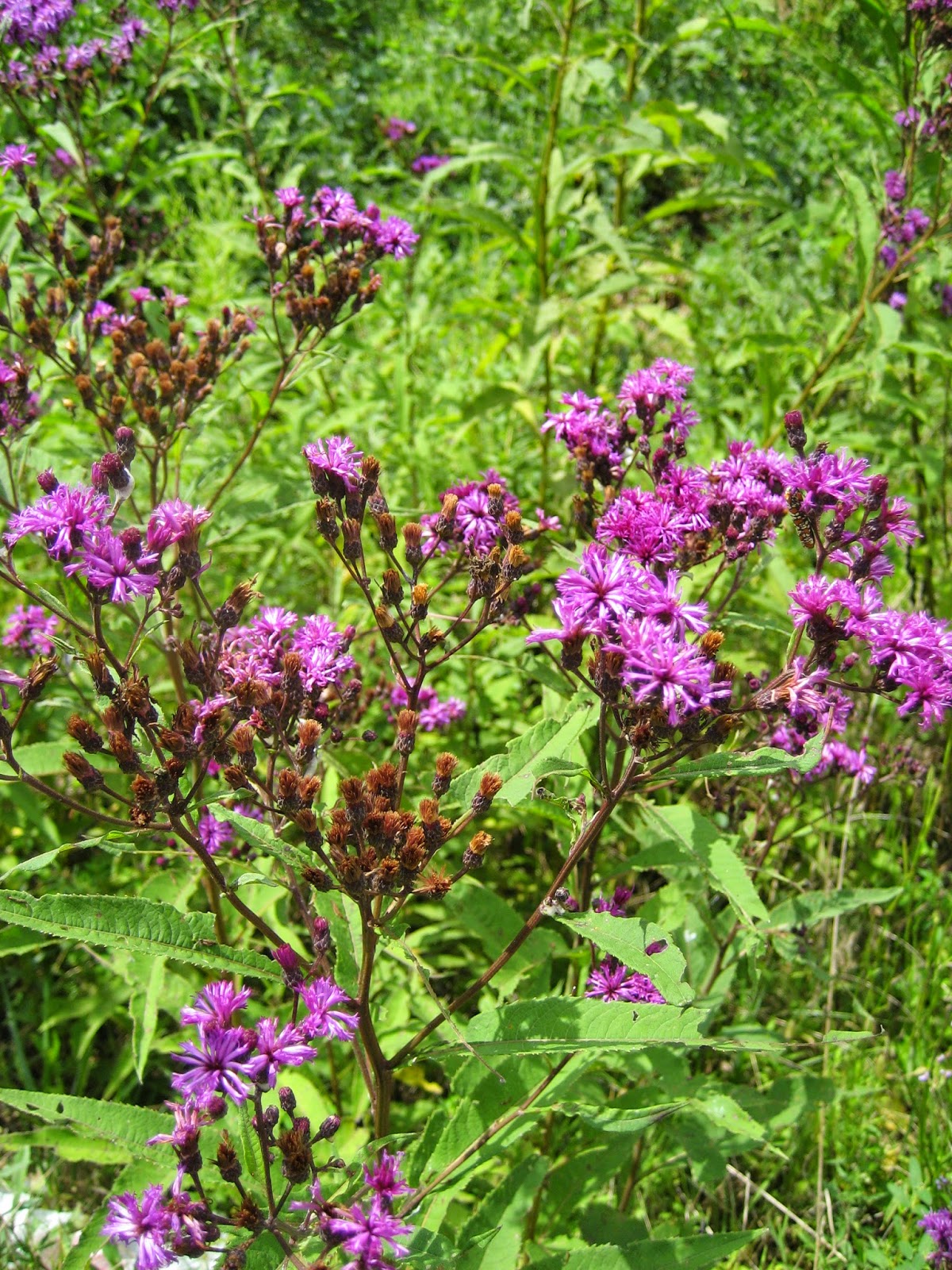 Discovering His Creation Giant IronweedTall Ironweed (Vernonia
