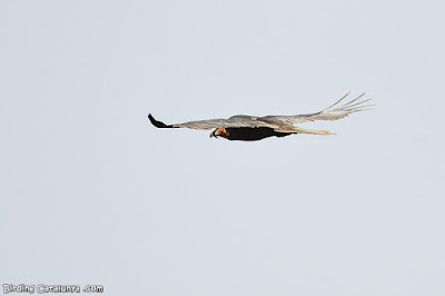 Trencalòs (Gypaetus barbatus)