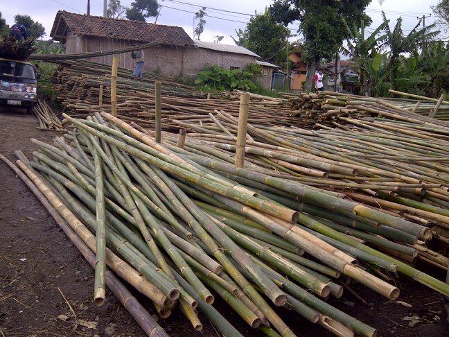  Bambu  Cimahi  Bandung Jawabarat Jenis Bambu 