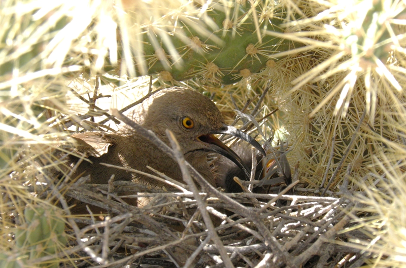 Arizona Beetles, Bugs, Birds and more Incubation Sonoran Desert Style