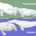 New index reveals likelihood of terrestrial or aquatic lifestyles of extinct mammals