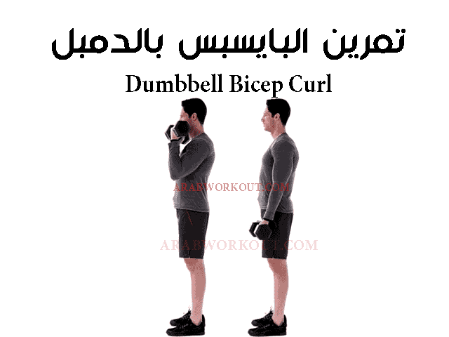 تمرين البايسبس بالدمبل تمرين البايسبس بالدمبل