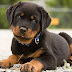 12 Reasons to Choose a Rottweiler