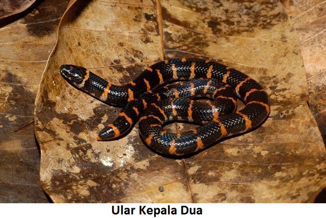 Pengertian Lingkungan Hidup, Unsur, Manfaat dan Upaya Pelestariannya