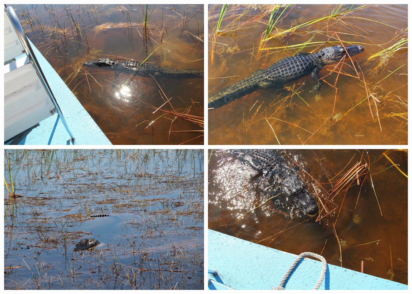 Like A Fat Kid Loves Cake Sawgrass Recreation Park