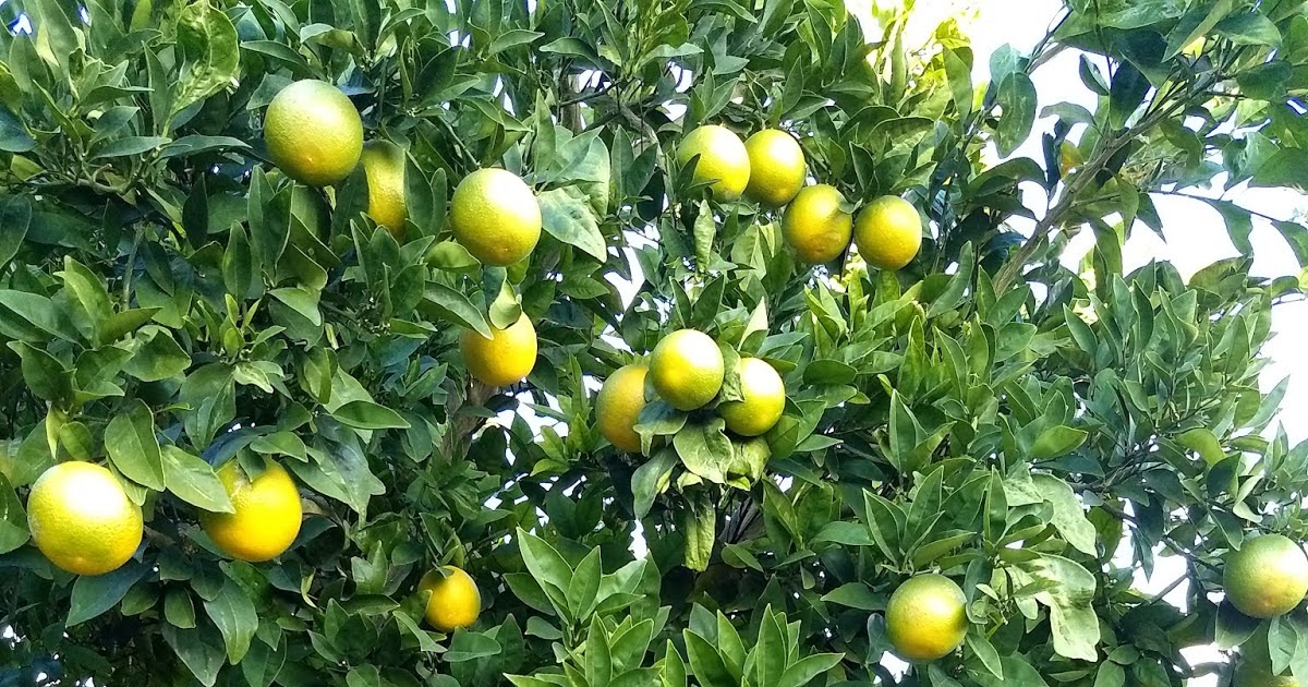 Xtremehorticulture of the Desert Citrus Fruit Production in Southern