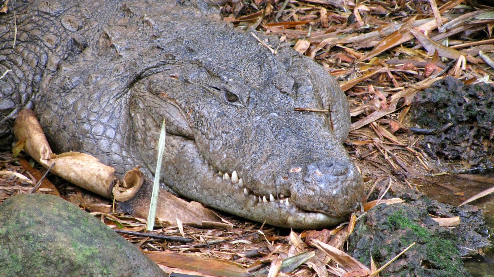 mugger crocodile, Crocodylus palustris, crocodile hunting