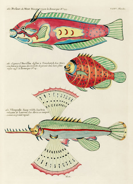 Διαθέσιμες διαδικτυακά, οι πρώτες (18ος αιώνας) έγχρωμες απεικονίσεις θαλάσσιας ζωής