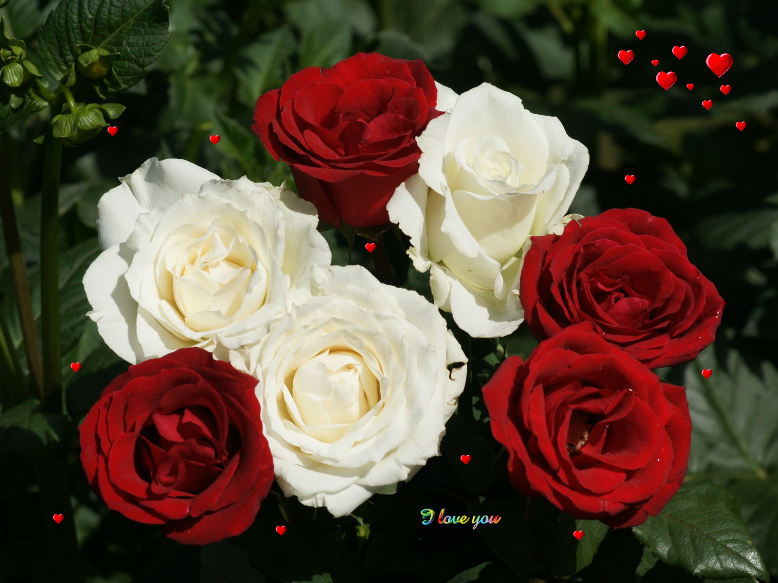 White Rose Flowers Wallpapers - Entertainment Only
