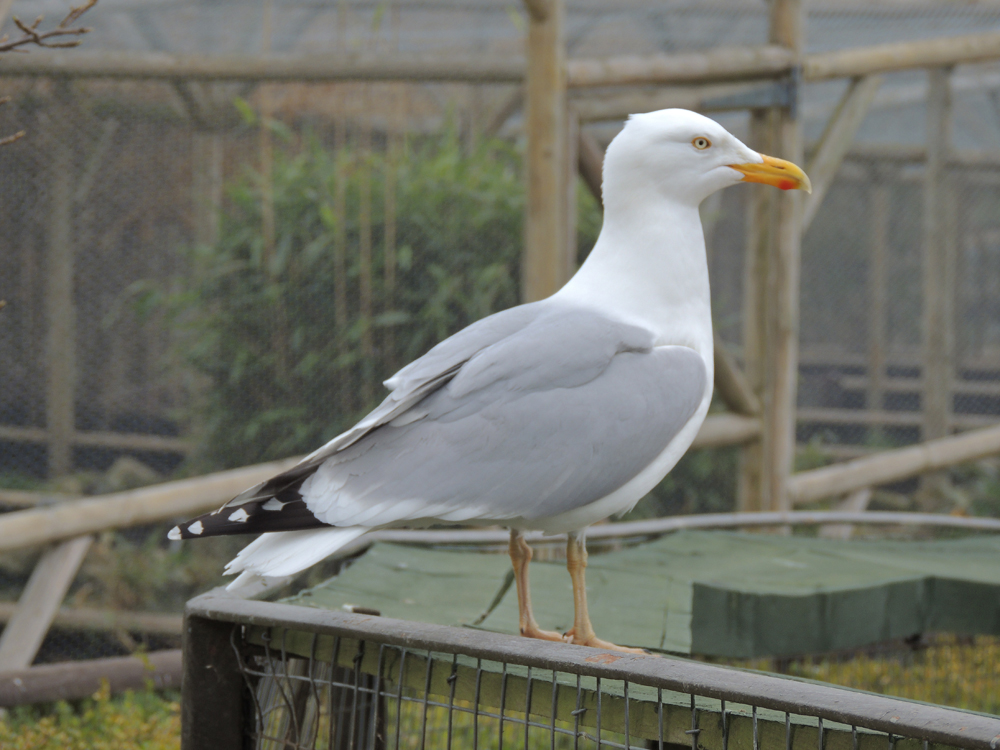 Three Counties Wildlife Yellowlegged Herring Gull