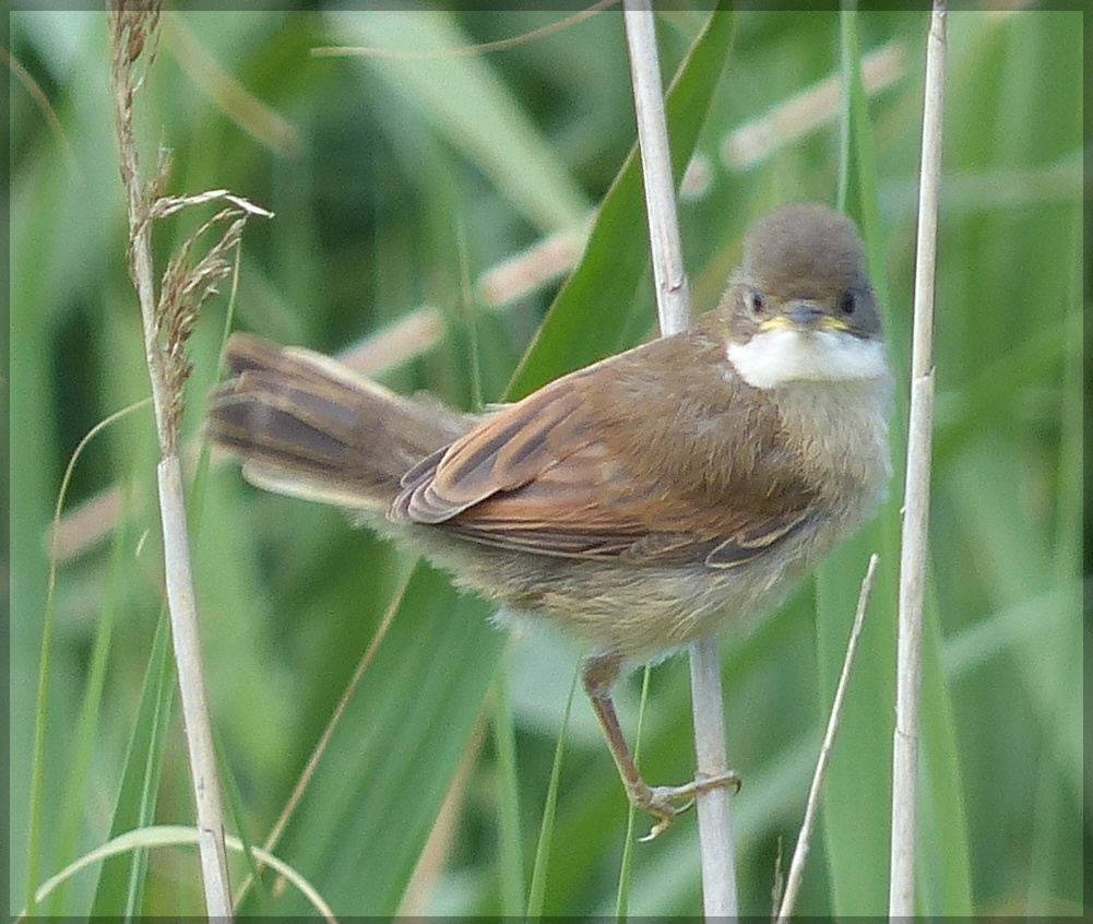 AVON BIRDS 18th June '17 Sunday Hawk and Owl
