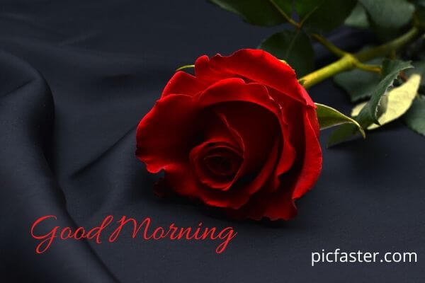 Latest Good Morning Rose Image Free Download Latest Good Morning Rose Image Free Download