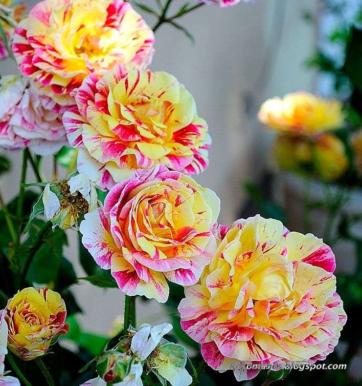 A Rose is a Rose... Of Roses and Stripes