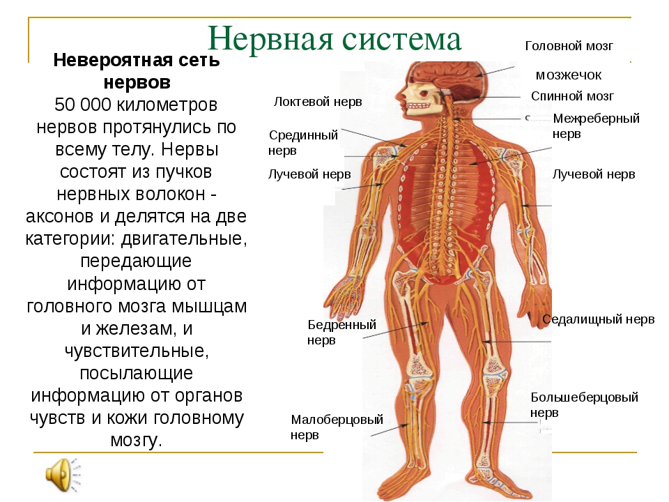 Биология строение тела человека. Нервная система человека 8 класс. Строение нервной системы 8 класс биология. Нервная система человека 8 класс биология. Строение нервной системы человека кратко и понятно 8 класс.