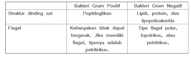 Perbedaan bakteri gram positif dan gram negatif