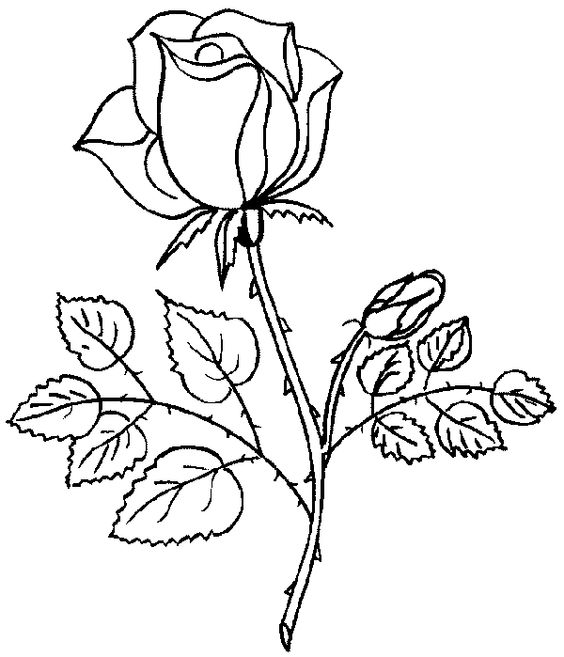 Tranh tô màu hoa hồng 4 « in hình này