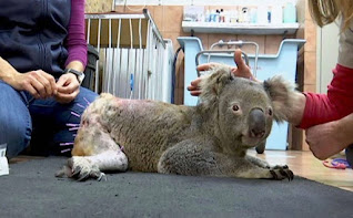 Utilización de acupuntura para ayudar a los Koalas a recuperarse cuanto antes de las heridas. Acupuntura Bilbao Txema Azkona espacio de eQilibrio