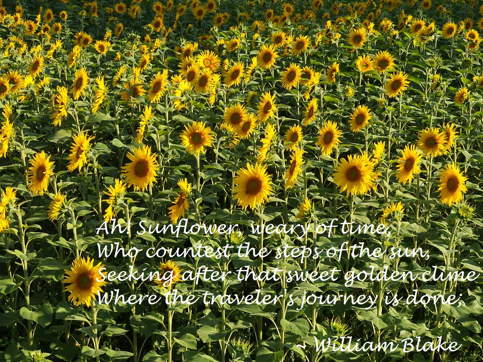 Garden Bloggers Muse Day Ah Sunflower