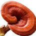 What's So Special About Ganoderma Mushroom?