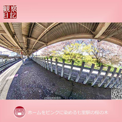 七里駅は古く小さな駅。そんな駅のホームが春に桜の花びらで染まります。ピンクに染まるホームを写した写真です。