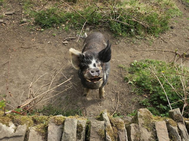 Black and white, hairy pig with big tusks. 24th April 2021.