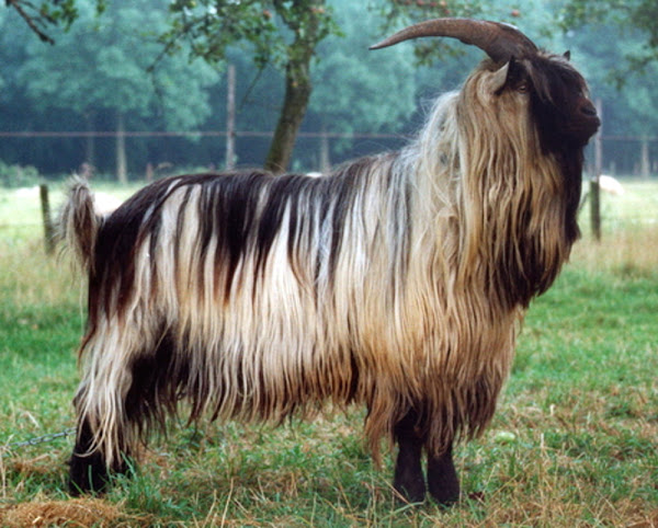 dutch landrace goat, dutch landrace goats, about dutch landrace goat, dutch landrace goat breed, dutch landrace goat breeders, dutch landrace goat behavior, dutch landrace goat breed info, dutch landrace goat breed facts, dutch landrace goat color, dutch landrace goat characteristics, dutch landrace goat color varieties, dutch landrace goat coat color, dutch landrace goat care, caring dutch landrace goats, dutch landrace goat facts, dutch landrace goat for meat, dutch landrace goat for milk, dutch landrace goat fiber, dutch landrace goat farms, dutch landrace goat farming, dutch landrace goat history, dutch landrace goat hair, dutch landrace goat horns, dutch landrace goat info, dutch landrace goat information, dutch landrace goat images, dutch landrace goat meat, dutch landrace goat milk, dutch landrace goat origin, dutch landrace goat photos, dutch landrace goat pictures, dutch landrace goat personality, dutch landrace goat rarity, raising dutch landrace goats, dutch landrace goat size, dutch landrace goat temperament, dutch landrace goat uses, dutch landrace goat varieties, dutch landrace goat weight