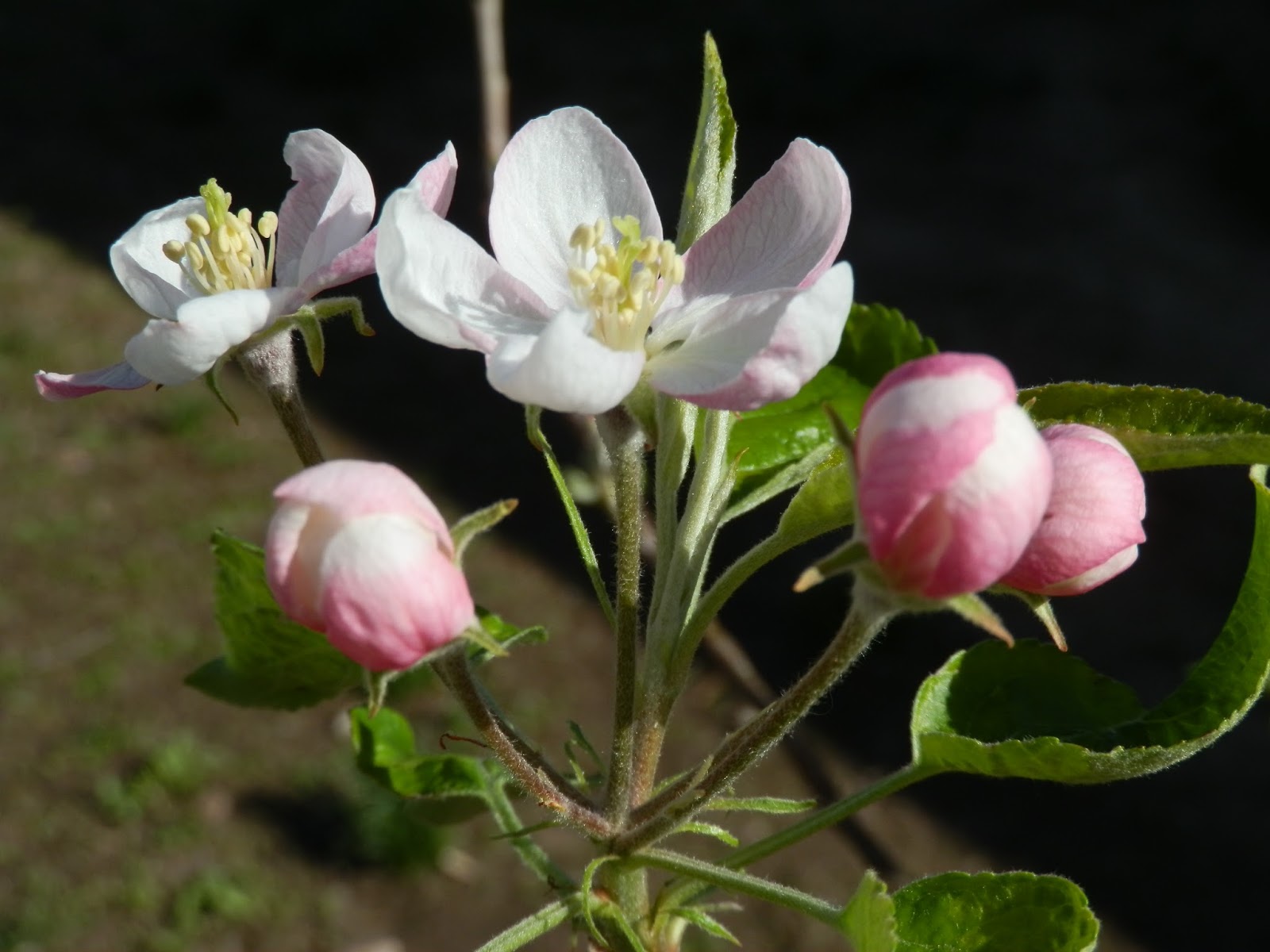 Our Bit of Dirt Yellow Delicious Apple Tree