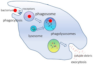 Proses fagositosis