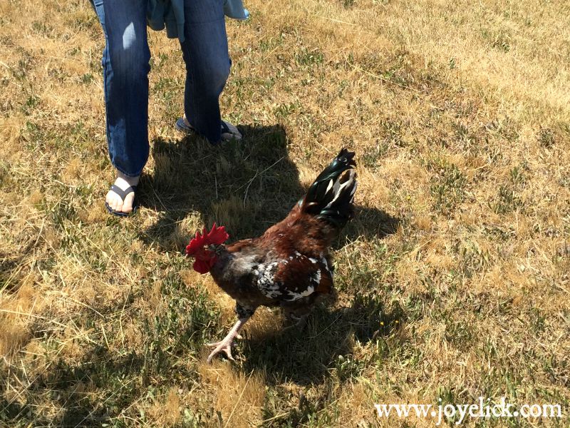 How to train a rooster to be nice (or at least to stop attacking you