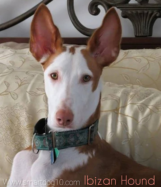 How much does an Ibizan Hound cost