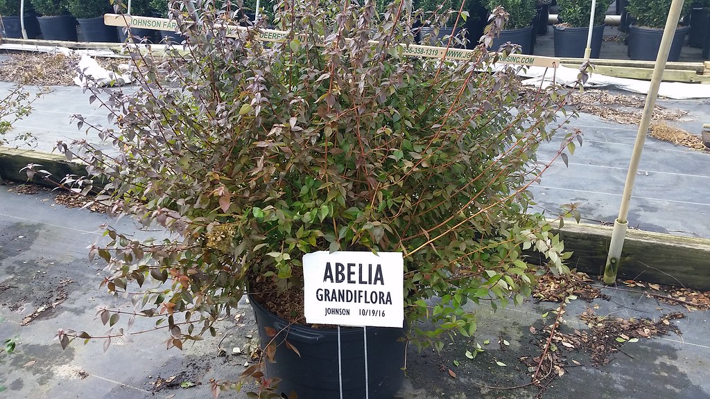 Real World Gardener Amazing Abelia Is Plant Of The Week