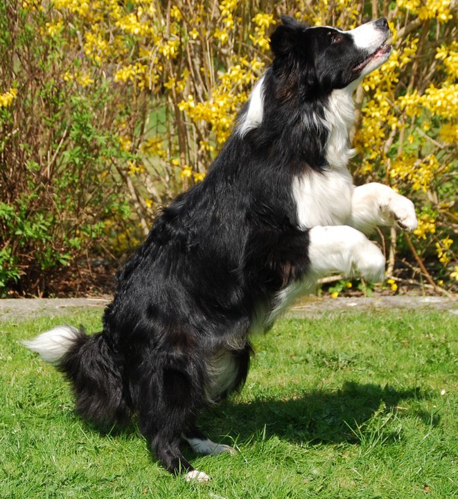 Hazyland Border Collies & Biscuit Smukke sort/hvide hunde!