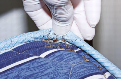 Can Bed Bugs Live On Air Mattress 