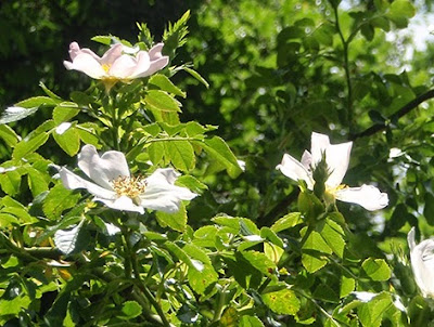 Rosal silvestre o agavanzo (Rosa canina) silvestre blanca