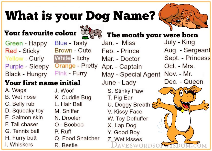 Daveswordsofwisdom.com: What's your DOG name?