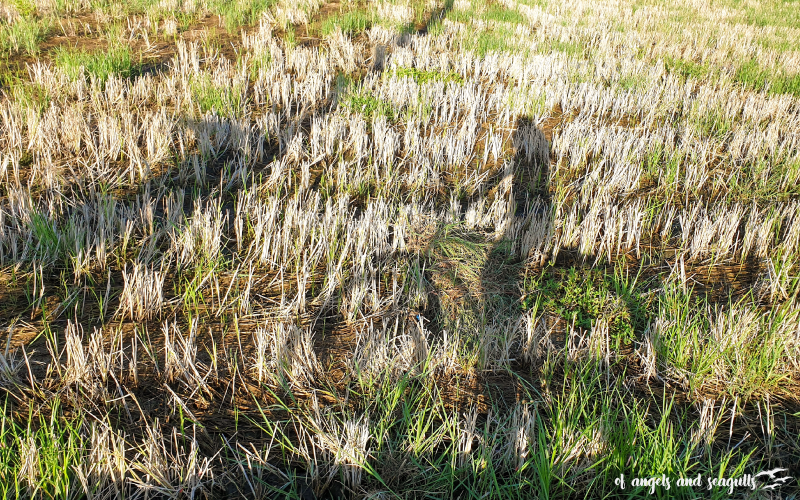 biking shadow, dry rice field, Cavite, Philippines