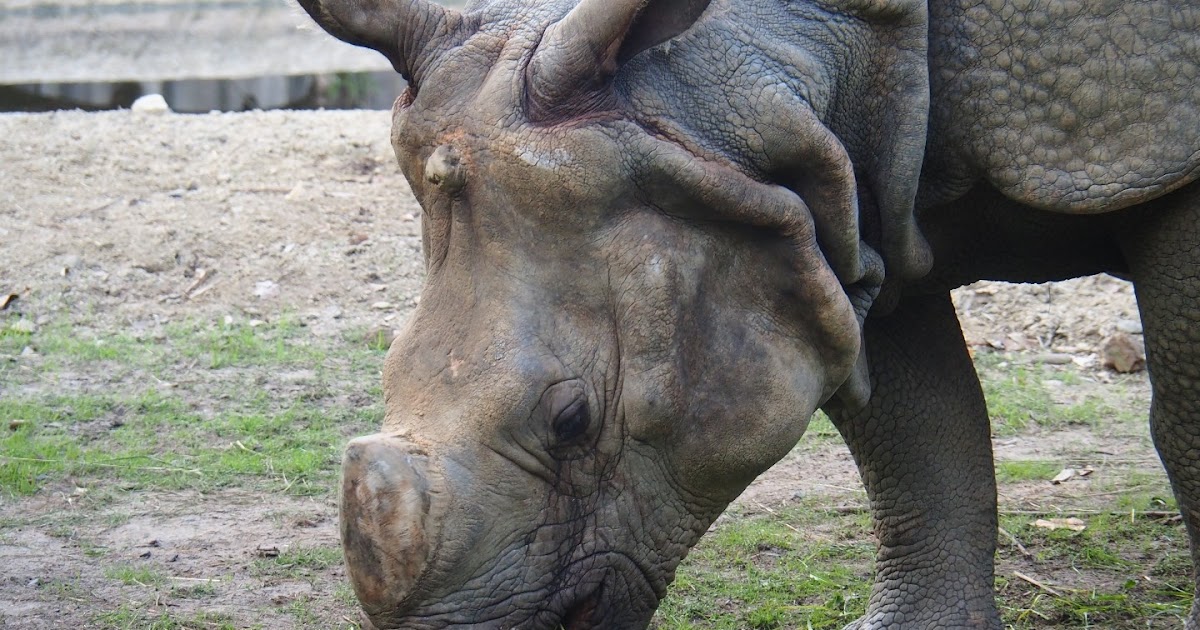 القرن وحيد وحيد القرن