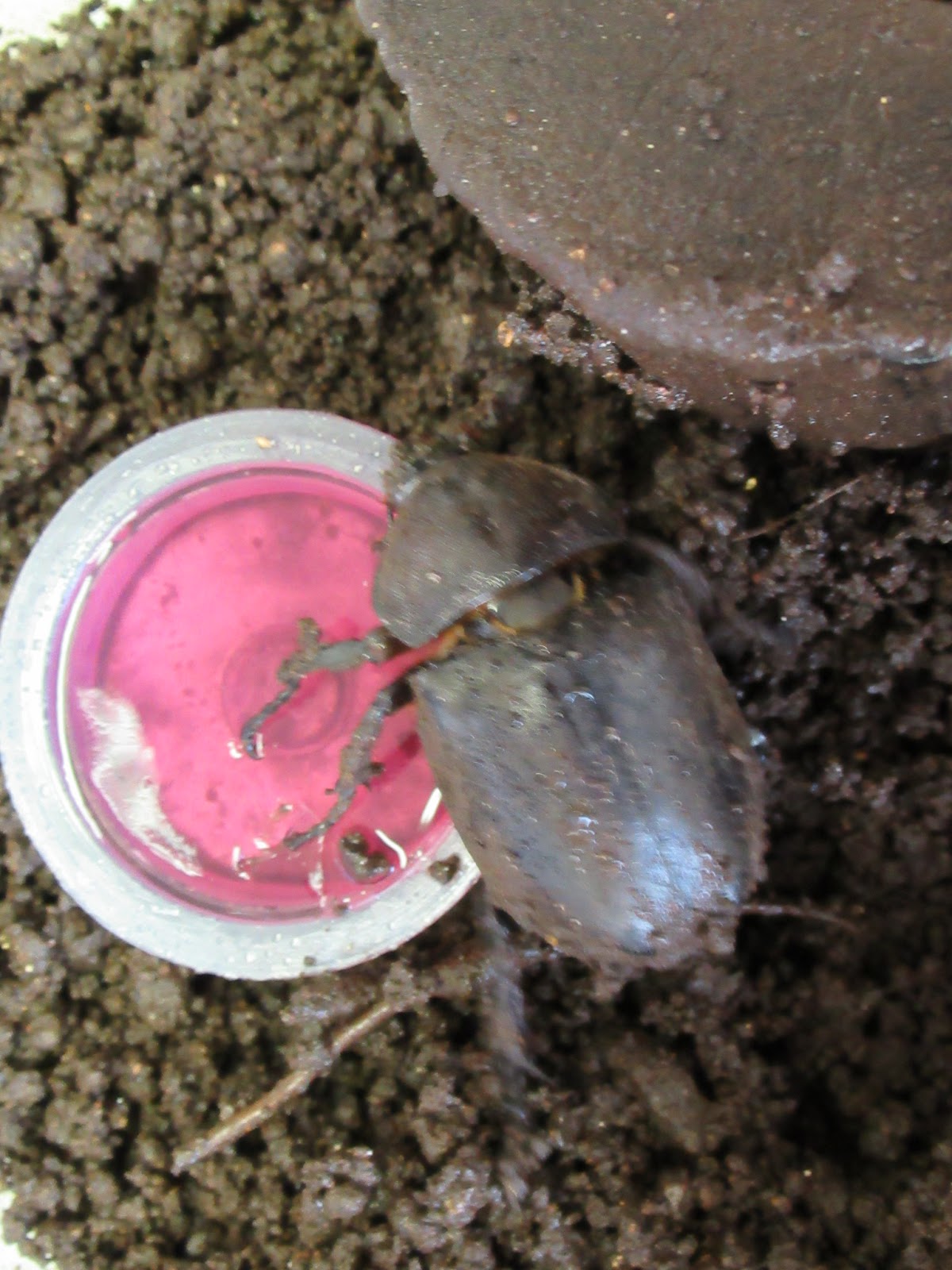 国分寺七小ニュース 七小の新しい仲間を紹介します カブトムシ ペッパーくん