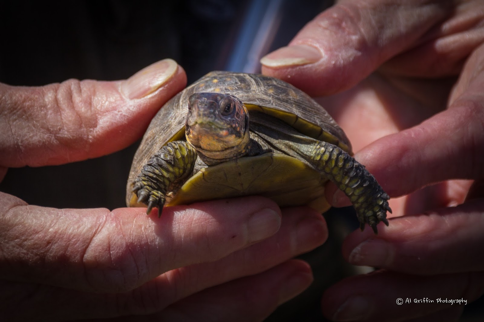 Our Eyes Upon Missouri Box Turtle Ranch, Camdenton, MO