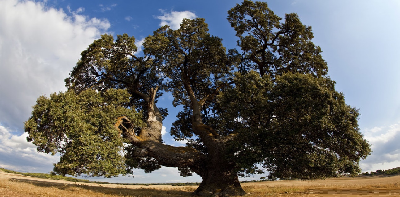 Encinas origen e historia.