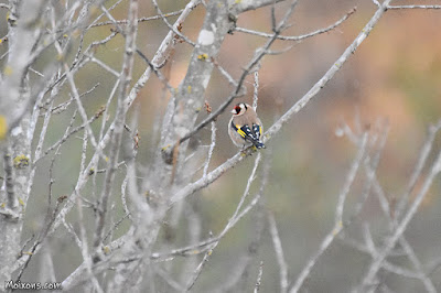 Cadernera (Carduelis carduelis)