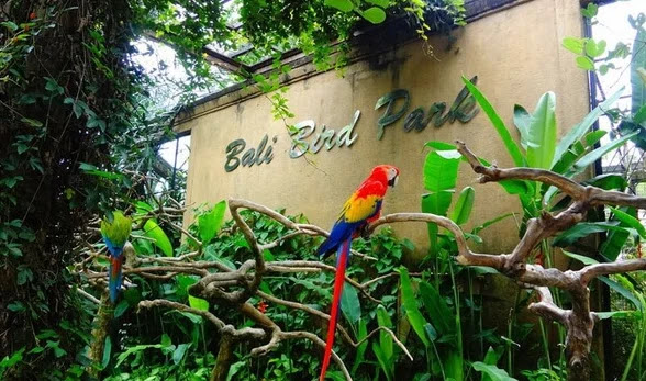 Harga tiket masuk bali bird park Harga tiket masuk bali bird park