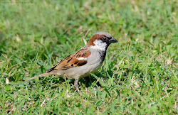 sparrow chirping chirp bird sparrows male listening views