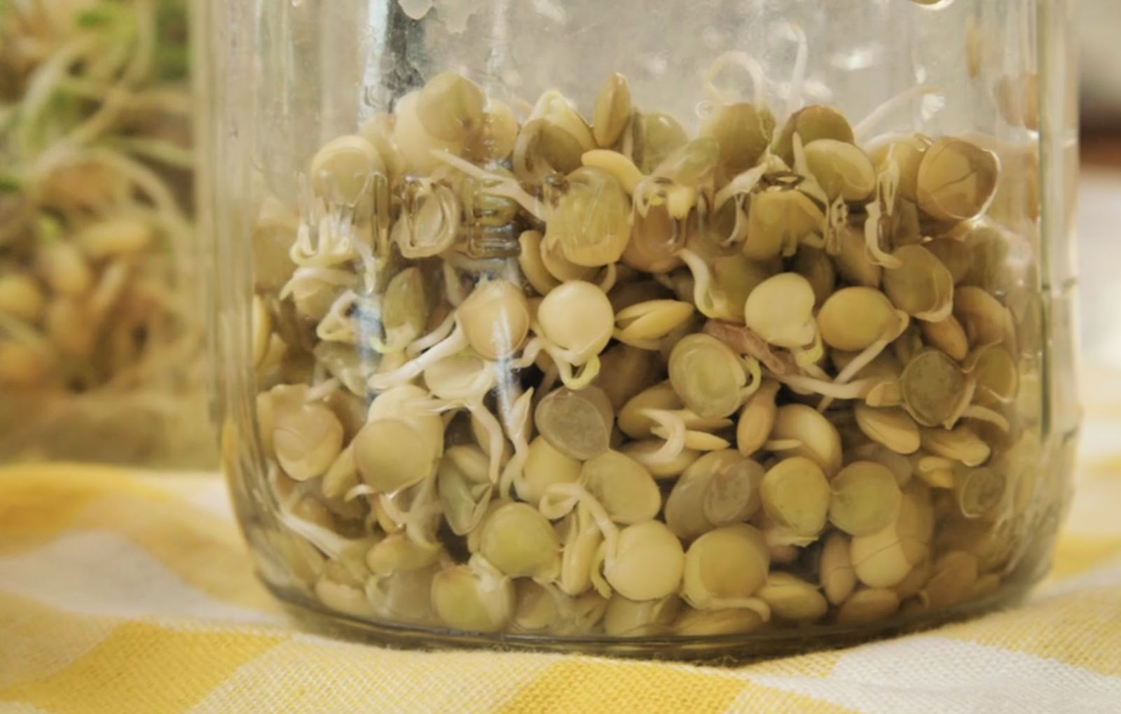 Growing Sprouts for your Chickens Fresh Eggs Daily® with Lisa Steele