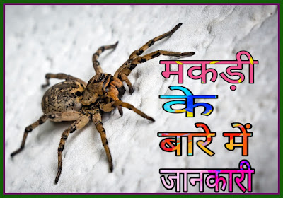 मकड़ी के बारे में 30 मज़ेदार रौचक तथ्य – Facts About Spider In Hindi ...