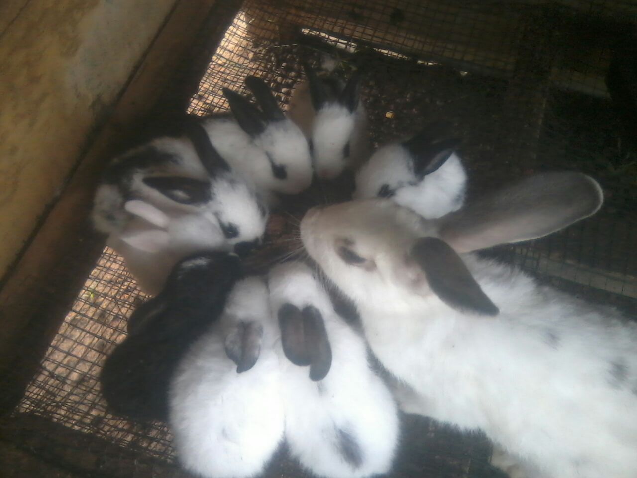 Rabbit farming as a business in Ghana Rabbit farming in Ghana