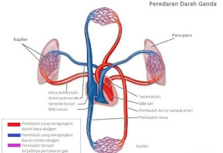 Contoh Soal Sistem Peredaran Darah Pada Manusia Partles Com