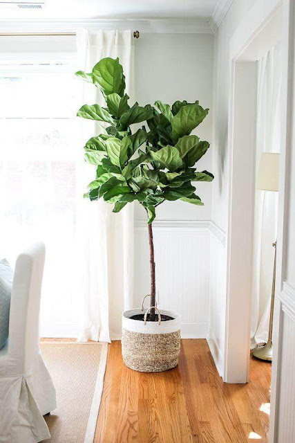 Indoor Plant Watering