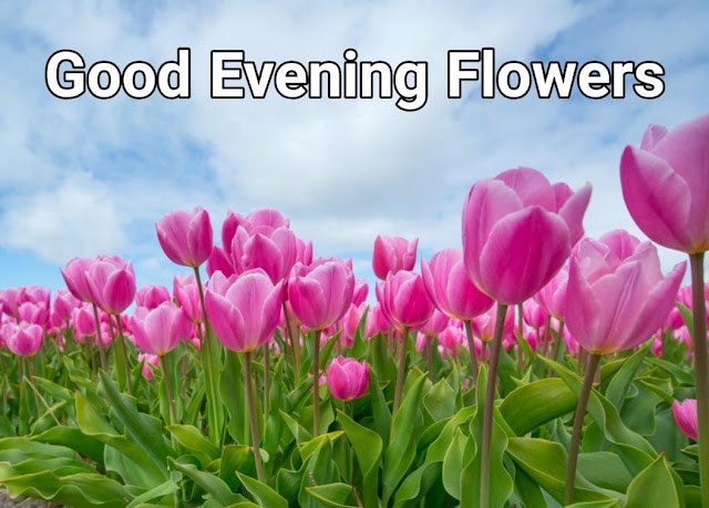 good evening flowers good evening flowers