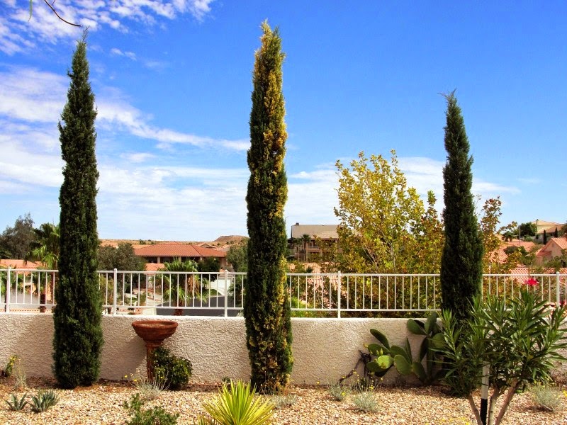 Xtremehorticulture of the Desert Buying and Planting Italian Cypress